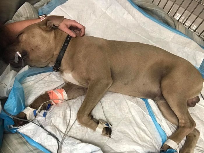 Dikenal Sebagai Anjing Agresif Dan Ganas Pit Bull Ini Justru