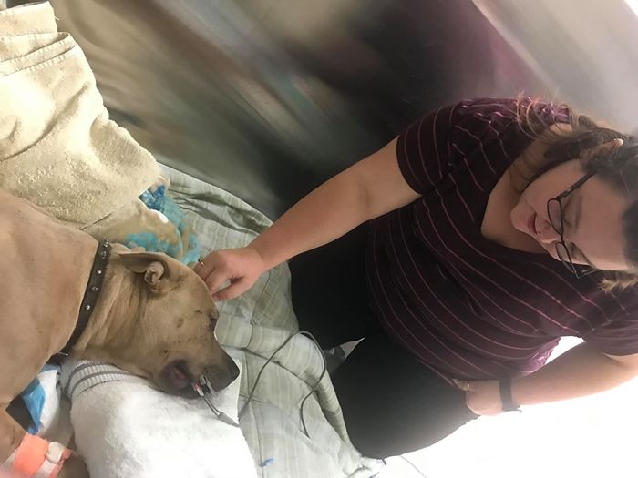 Dikenal Sebagai Anjing Agresif Dan Ganas Pit Bull Ini Justru