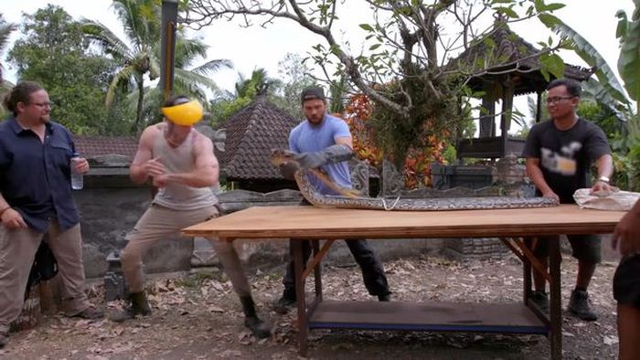 Adam mendekati ular piton dengan menggunakan pelindung