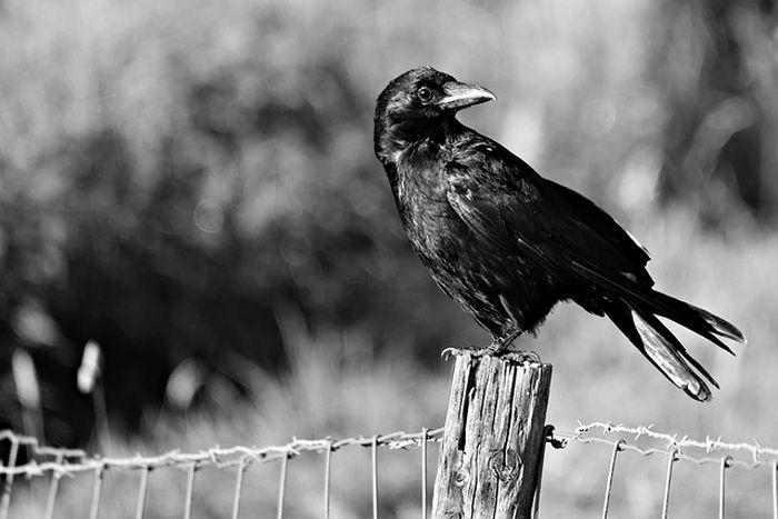 Tafsir Mimpi Dikejar Burung Berkaitkan Dengan Pertanda Rejeki Lho