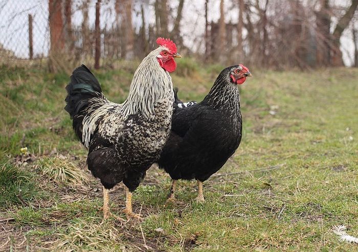 Tesen Togel Ayam Jago
, Arti Mimpi Dikejar Ayam Ternyata Berkaitan Dengan Utang Piutang Dan Kekayaan Ini Kata Primbon Jawa Halaman All Tribun Batam