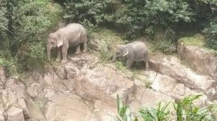 Mirror
Gajah yang masih hidup diperkirakan akan mengalami kesulitan untuk hidup