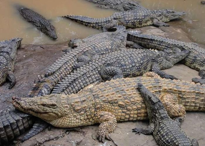 Buaya Nil yang diternak kemudian diambil kulitnya