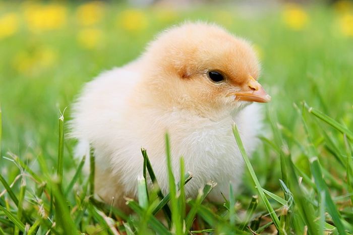 


Ilustrasi anak ayam