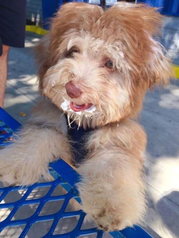 Selalu Nampak Sedang Tersenyum Anjing Ini Sering Disebut Miliki