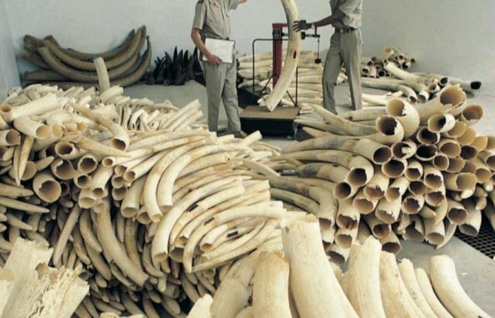 Tumpukan gading gajah yang diperdagangkan