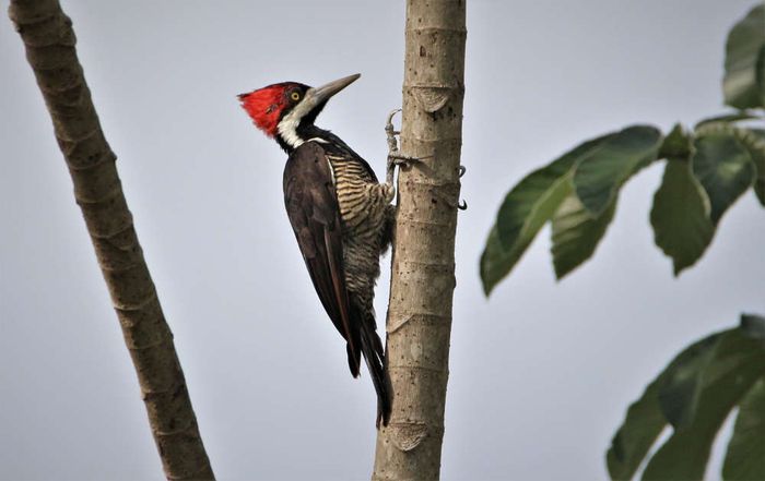 Jadi Teka Teki Tak Terbantahkan Mengapa Tidak Ada Hewan Yang Memiliki Tiga Kaki Sepanjang Sejarah Kehidupan Semua Halaman Intisari Jadi Teka Teki Tak Terbantahkan Mengapa Tidak Ada Hewan Yang Memiliki Tiga Kaki Sepanjang Sejarah Kehidupan Semua Halaman Intisari