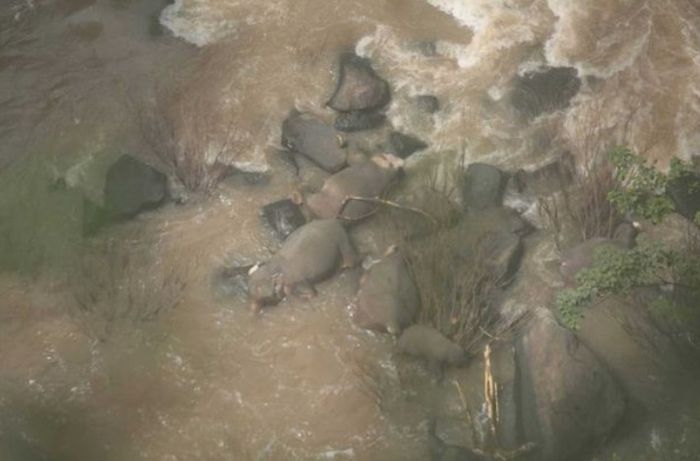 Mirror
Lima gajah dewasa mati di air terjun