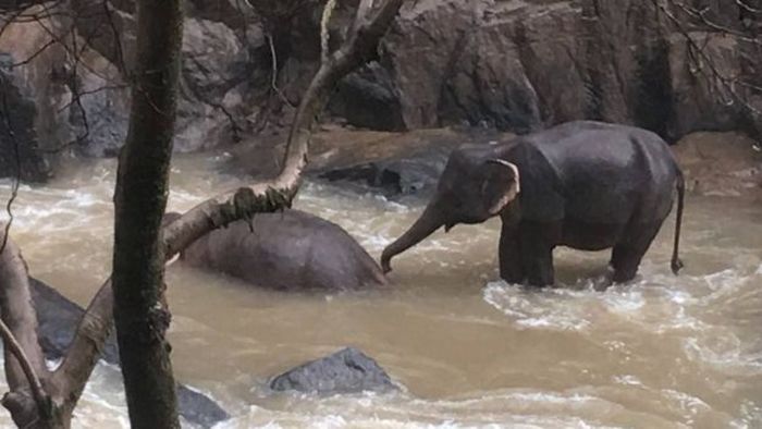 47 Koleksi Gambar Kolase Hewan Gajah HD Terbaru