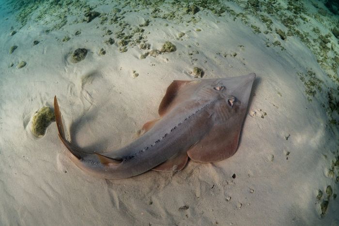 Ikan Pari Berkembang Biak Dengan Cara Melahirkan Dan Bertelur Contoh Hewan Ovovivipar Semua Halaman Fotokita