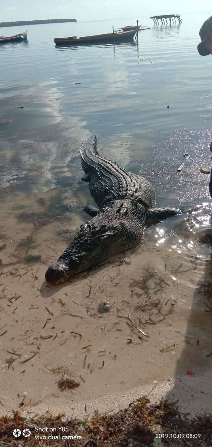 Buaya tersebut kini ditangkap karena membunuh manusia.
