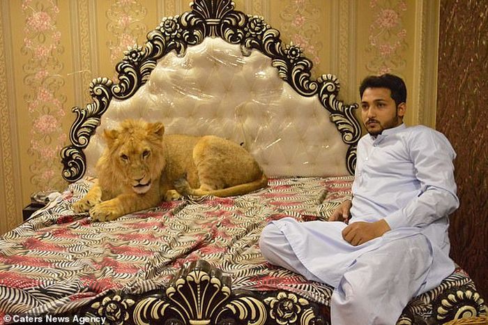 Zulkaif Chaudhary bersama Baddar, singa peliharaannya
