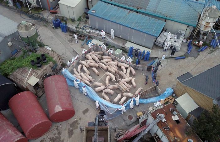 Pekerja mengenakan pelindung di sekeliling babi di sebuah peternakan di Paju, Korea Selatan