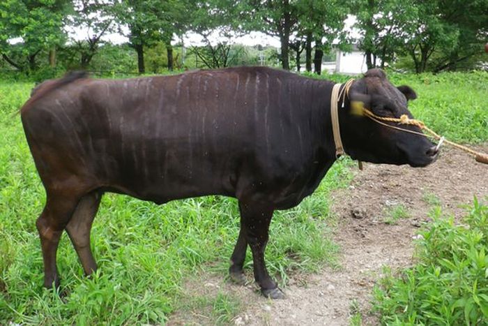 Sapi Bermotif Zebra Solusi Cerdas Bagi Peternak Untuk Mencegah