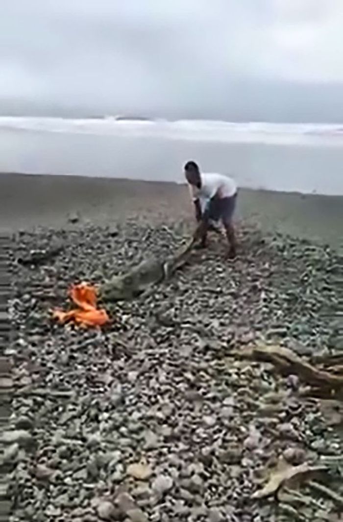 Buaya