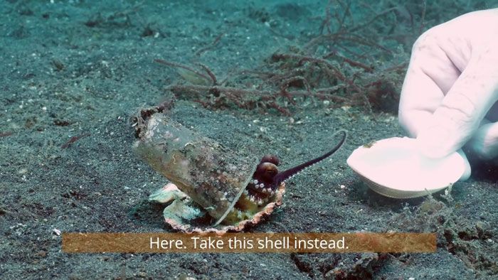 Gurita di Laut Indonesia Ini Membawa Sampah Plastik, Penyelam Mencoba
