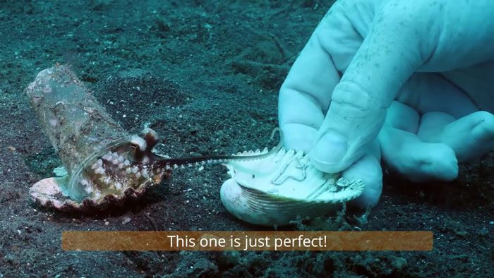 Gurita di Laut Indonesia Ini Membawa Sampah Plastik, Penyelam Mencoba