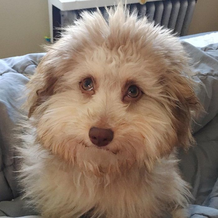 Anjing berwajah mirip manusia 