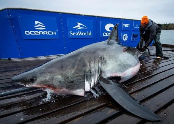 Bekas Gigitan Di Kepala Hiu Putih Sepanjang 4 Meter Ini