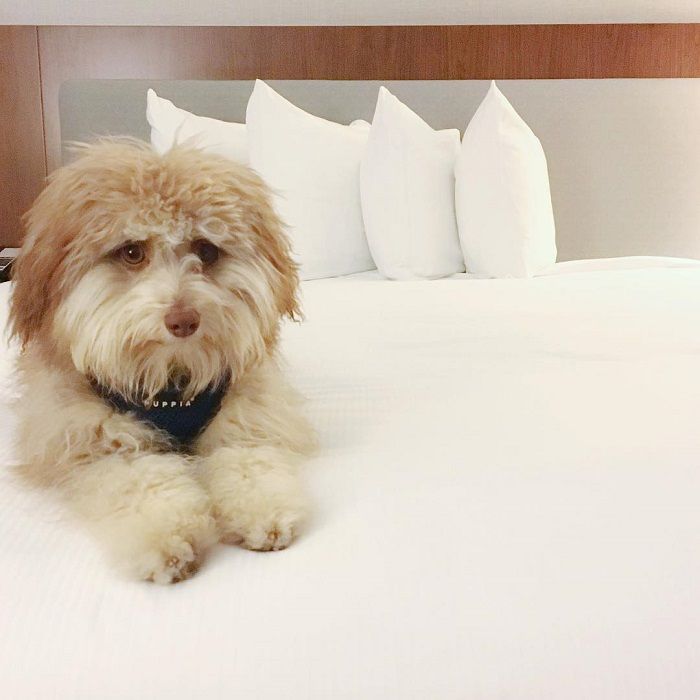 Anjing Berwajah Mirip Manusia 