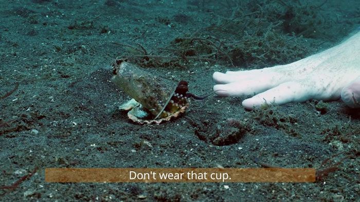 Gurita di Laut Indonesia Ini Membawa Sampah Plastik, Penyelam Mencoba
