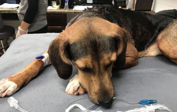 Pacarnya Menghabiskan Lebih Banyak Waktu dengan Anjing, Wanita Ini Cemburu Buta dan Tega Menikam Hewan Malang Itu