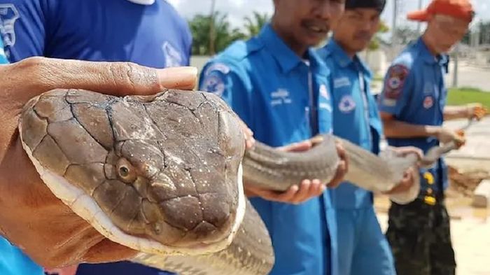 King Kobra sepanjang 4 meter dengan berat 15kg.