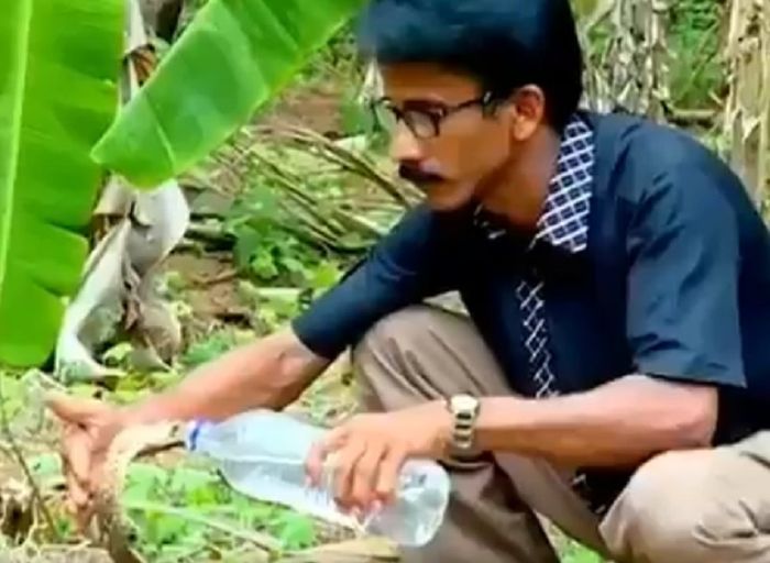 Petugas Hutan Ini Memberi Minum Ular Kobra yang Kehausan