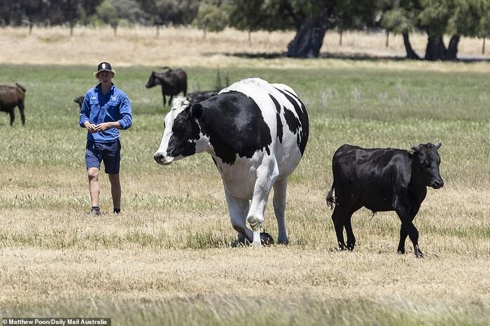 Sempat Jadi Korban Penculikan Aktivis Vegan Ekstrem, Hewan Ini Malah