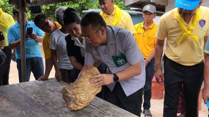 Petugas, sedang memeriksa kotoran termahal di dunia tersebut.