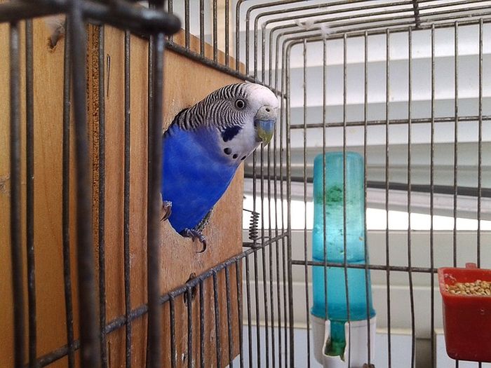 Tafsir Mimpi Memberi Makan Burung Benarkah Pertanda Rezeki
