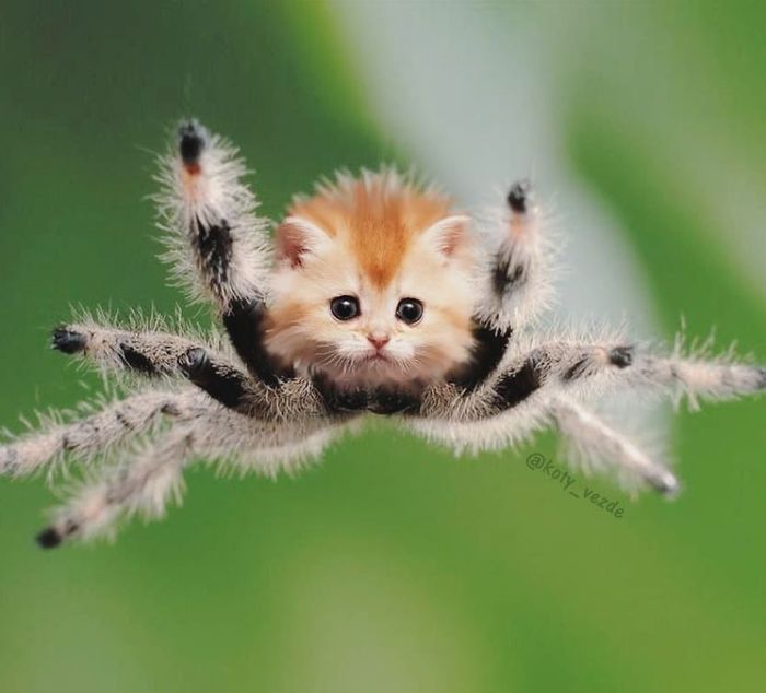Ini Jadinya Ketika 10 Wajah Hewan Diubah Jadi Wajah Kucing. Imut! - Semua Halaman - CewekBanget