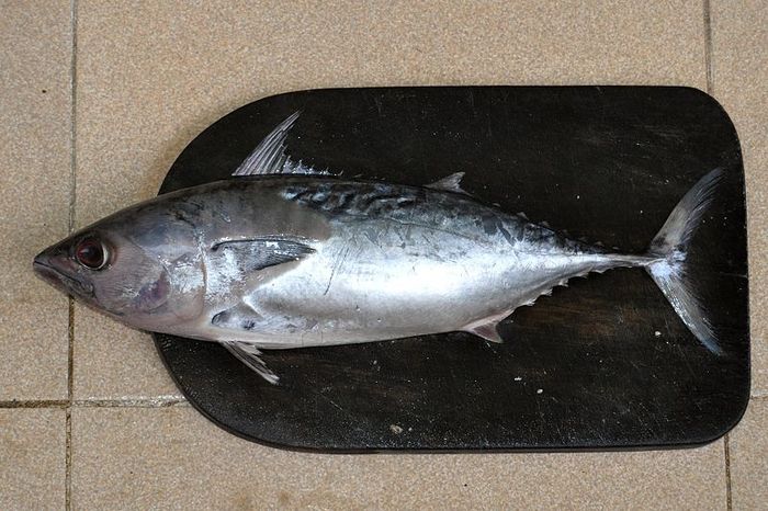 Inilah Perbedaan Ikan Tuna, Tongkol, dan Cakalang - Bobo