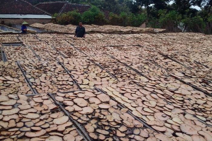 Tanaman porang digunakan sebagai makanan pengganti nasi