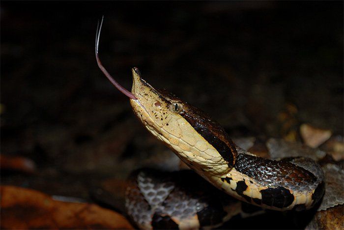 Deinagkistrodon acutus