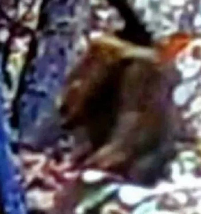 Gambar lain tampaknya menunjukkan 'Dogman'
