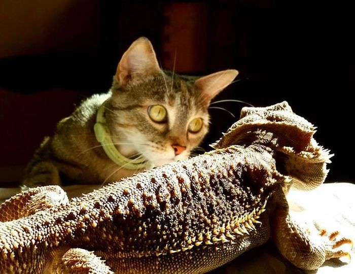 Kadal atau kucing?