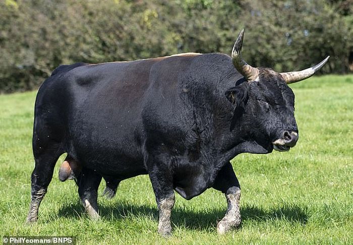 Sedih Negaranya Kekurangan Hewan Liar Peternak Ini Nekat Hidupkan