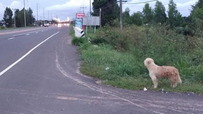 Memilukan Seekor Anjing Menantikan Pemiliknya Datang Di Lokasi