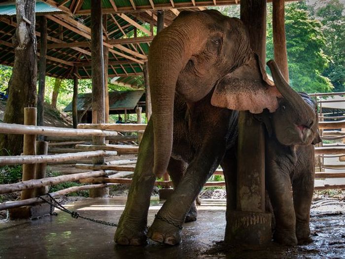 Bayi gajah dirantai di kandang