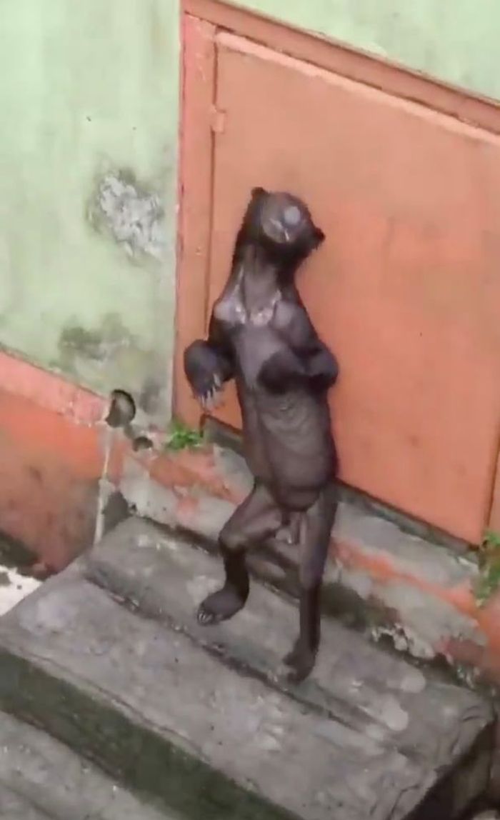 Beruang yang hidup dalam kondisi seperti kerangka.