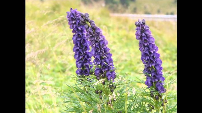 Aconitum napellus 