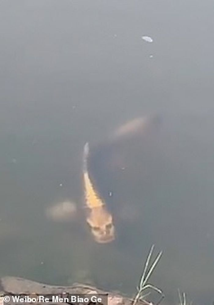 Ikan 'Berwajah Manusia'