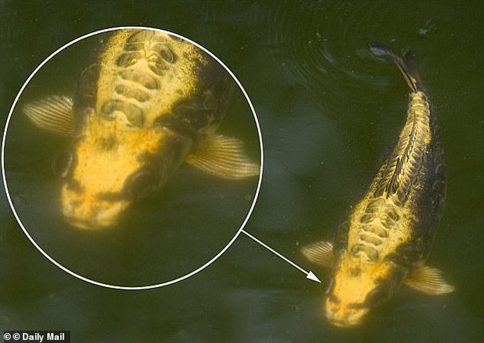 Ikan 'Berwajah Manusia'