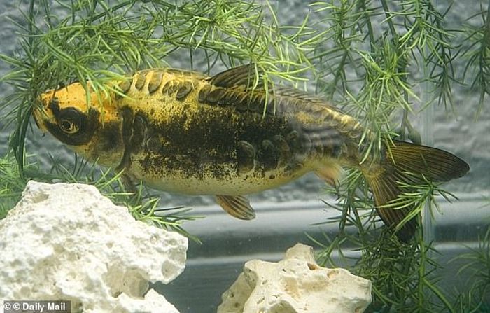 Ikan mas