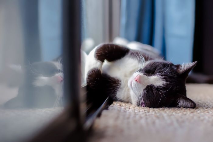 Sering Lihat Kucing Berguling di Lantai? Ternyata Ini Alasannya Bobo