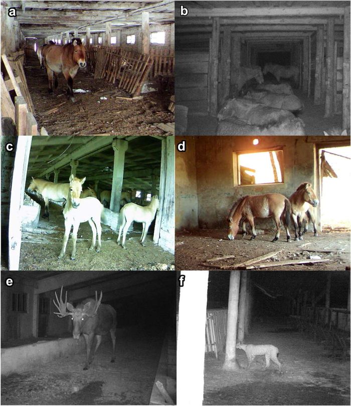 Kuda Langka Ini Berlindung Di Bangunan Terbengkalai Bekas Bencana