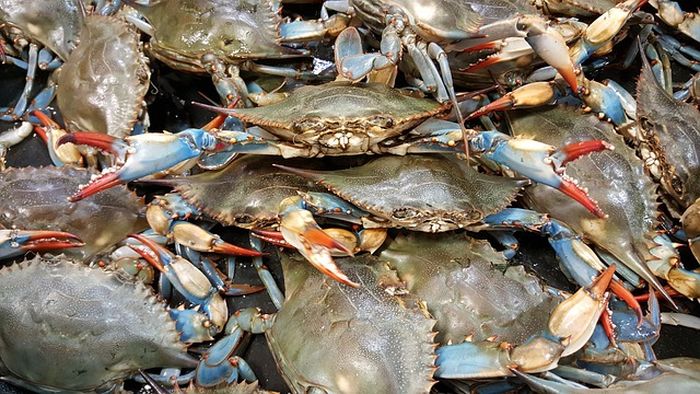 Ilustrasi banyak kepiting