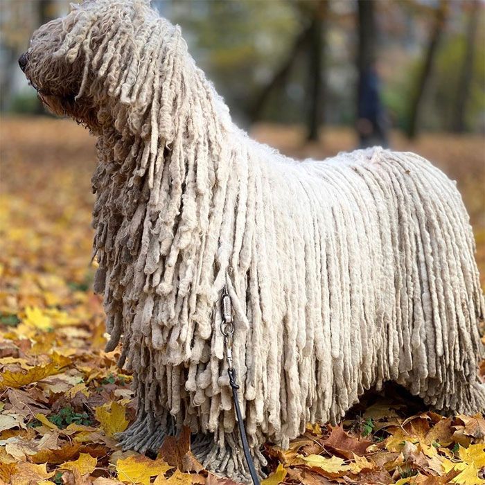 Lucunya Video Hanga si Anjing Komondor Saat Berenang, Bulunya Seperti