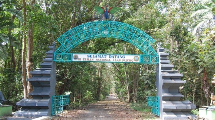 5 Hutan Paling Angker di Indonesia yang Pernah Jadi Tempat Mati Ratusan